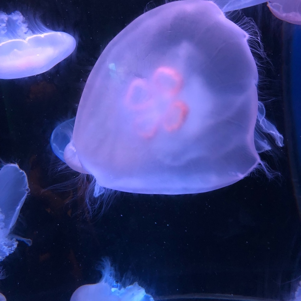 Meet your Posher, Genesis